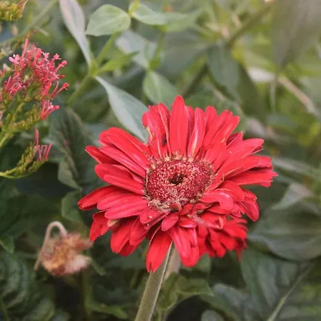 With Parking Space Orebic, Peljesac - 10089 *