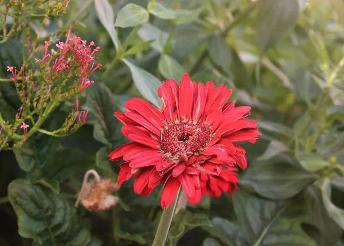 With Parking Space Orebic, Peljesac - 10089 *